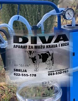 Diva muzilica